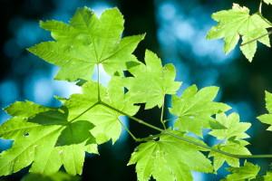 粉丝狂欢！世界电竞战队榜，谁是你心中的NO.1